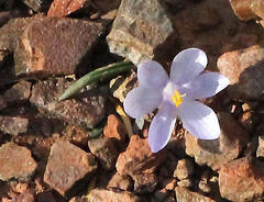 Syringodea saxatilis