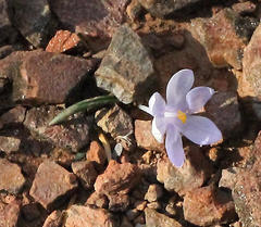Syringodea saxatilis