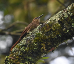 Northern Barred-Woodcreeper photo 4