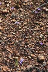 Syringodea saxatilis