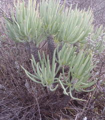 Tylecodon cacalioides