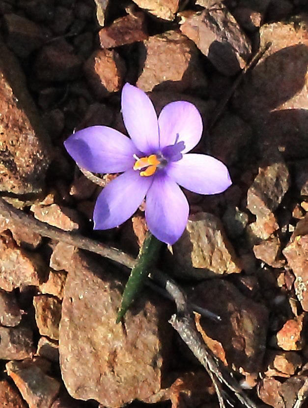 Syringodea saxatilis