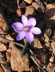 Syringodea saxatilis