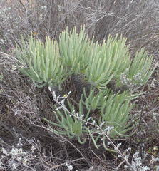Tylecodon cacalioides