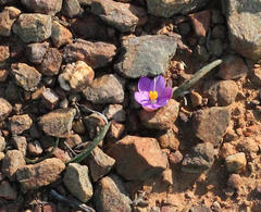 Syringodea saxatilis