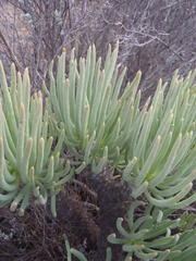 Tylecodon cacalioides