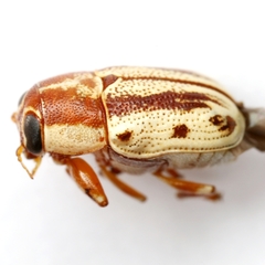 Pachybrachis bivittatus