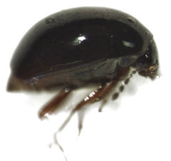 Baeocera abrupta