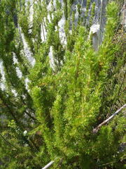 Cliffortia paucistaminea australis