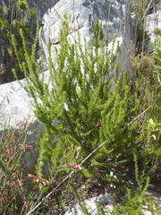 Cliffortia paucistaminea australis