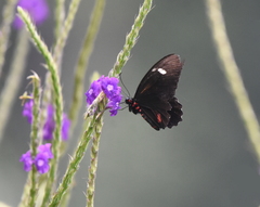 Parides childrenae
