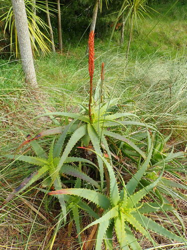 Candelabra aloe (Aloe arborescens)