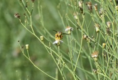 Bicyrtes capnopterus