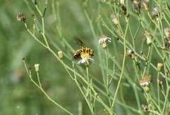 Bicyrtes capnopterus