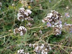 Gypsophila collina