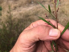 Dodonaea heteromorpha