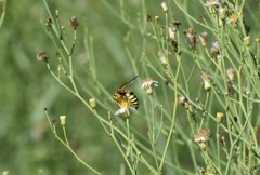 Bicyrtes capnopterus