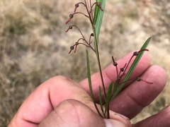 Dodonaea heteromorpha