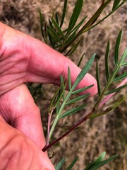 Dodonaea heteromorpha