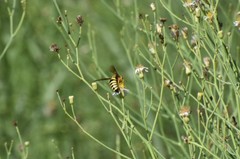 Bicyrtes capnopterus