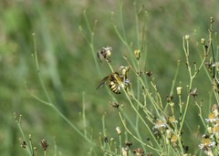 Bicyrtes capnopterus