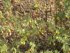 Hermannia althaeifolia