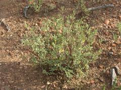 Hermannia althaeifolia