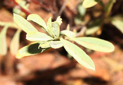 Hermannia althaeifolia