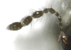 Baeocera abrupta