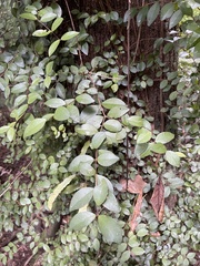 Metrosideros fulgens