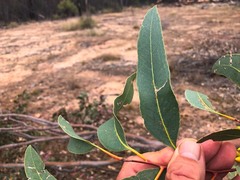 Eucalyptus dealbata