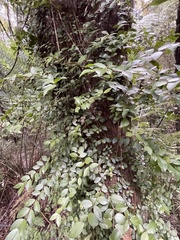 Metrosideros fulgens