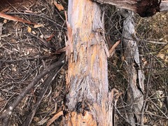 Eucalyptus dealbata