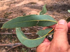 Eucalyptus dealbata