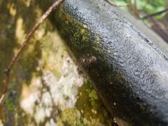 Lepidoptera
