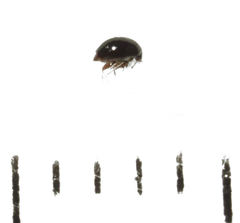 Baeocera abrupta