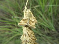 Heliothis adaucta