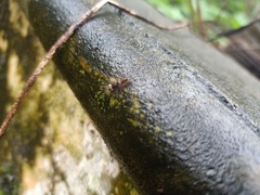 Lepidoptera