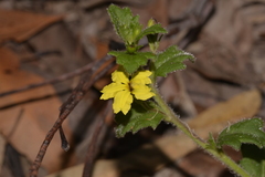 Goodenia rotundifolia