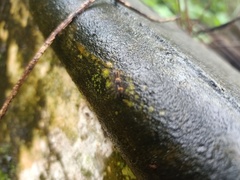 Lepidoptera