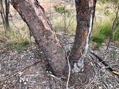 Eucalyptus dealbata