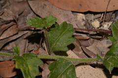 Goodenia rotundifolia
