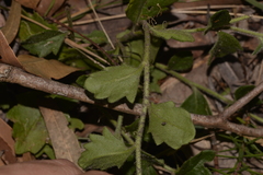 Goodenia rotundifolia