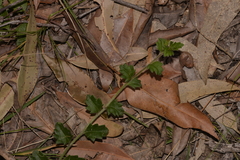 Goodenia rotundifolia