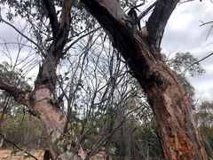 Eucalyptus dealbata