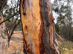 Eucalyptus dealbata