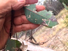 Eucalyptus dealbata