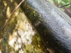 Lepidoptera