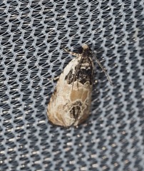 Olethreutes griseoalbana