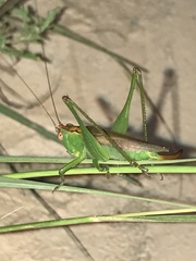 Orchelimum silvaticum